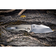 Ніж складаний Weknife High-Fin XL WE24010-3 CPM 20CV reverse tanto Зображення